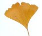 ginkgo's picture